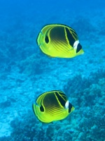 43 Raccoon Butterflyfish IMG 2335